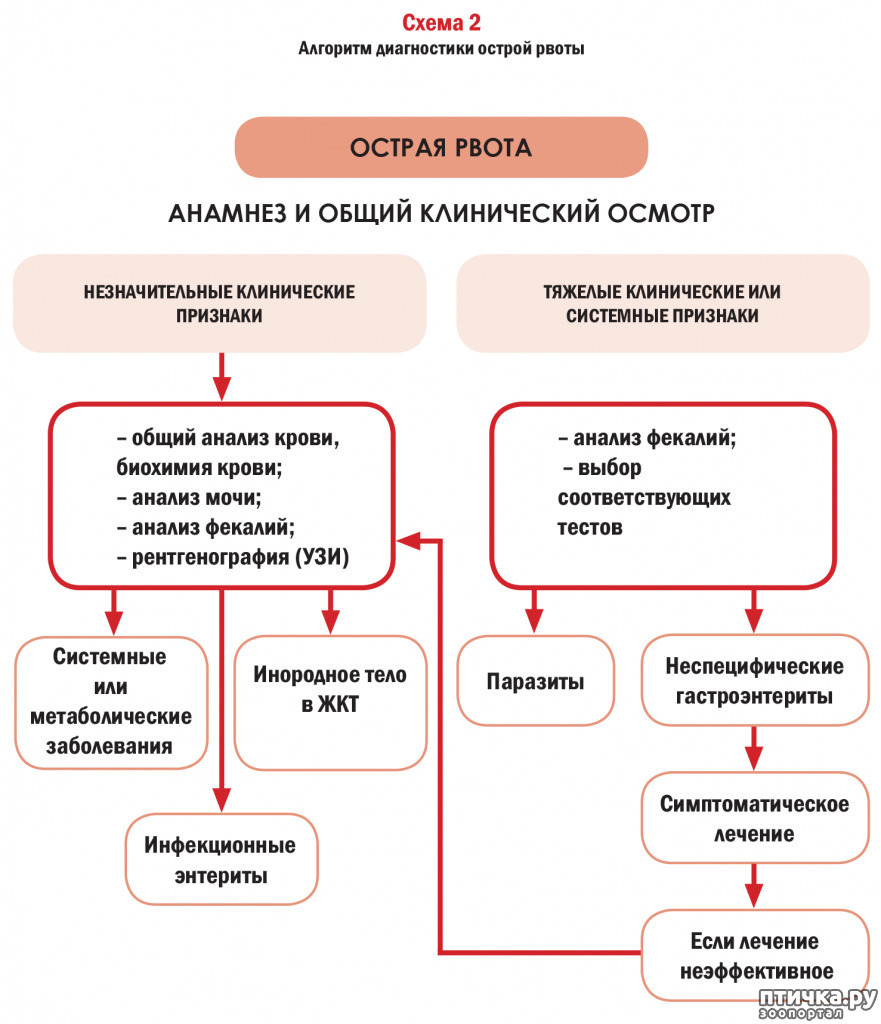 Что делать при сильной рвоте