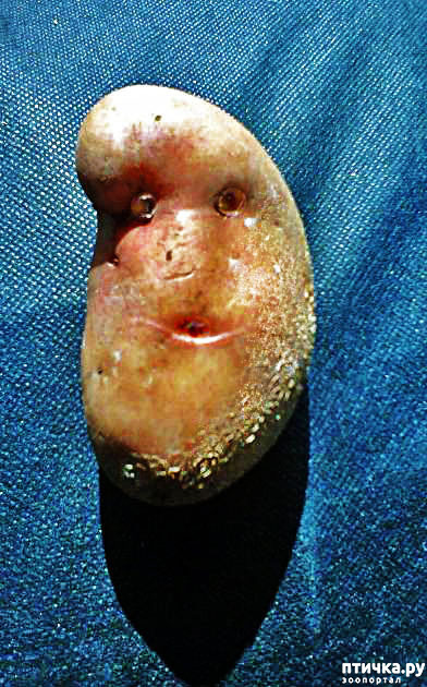 11:   .