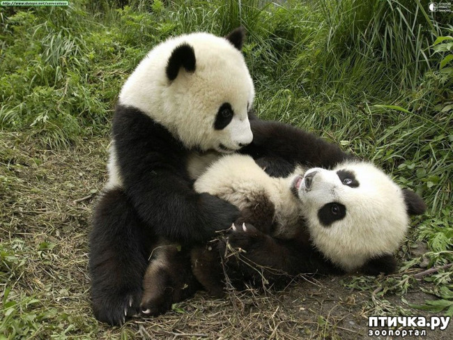 фото 3: О том, о сём и опять про милых, милых панд...