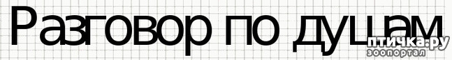 фото 1: РАЗГОВОР ПО ДУШАМ.