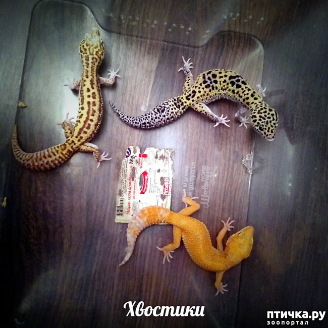 фото 6: Немного обо мне и эублефарах.