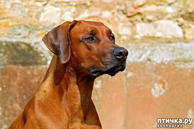 фото 2: Родезийский риджбек - кто справится с львиной собакой?