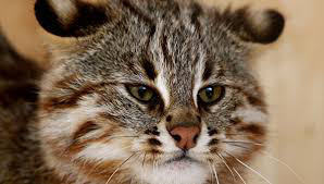 фото: Амурский лесной кот