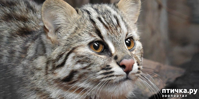 фото 4: Амурский лесной кот