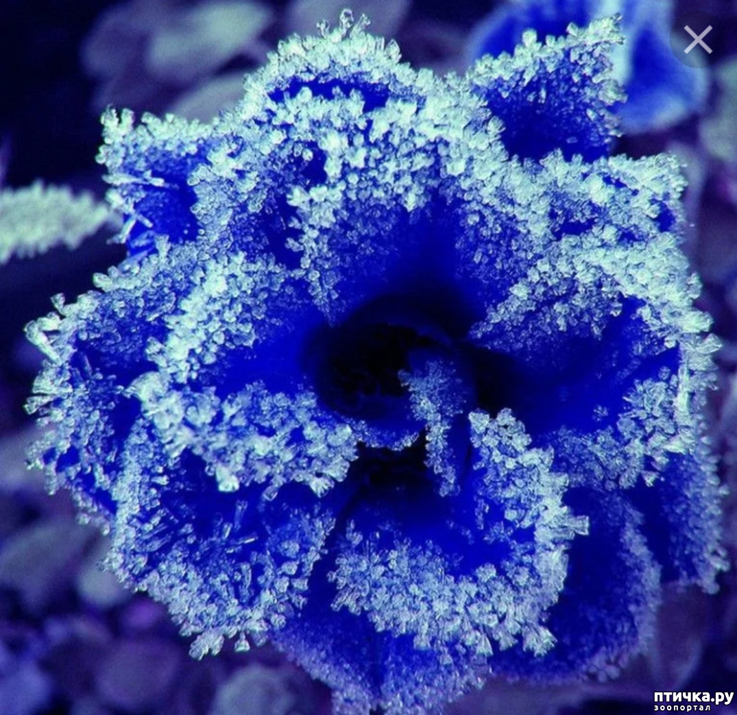Голубая синь. Фиалка изморозь. Фиалка зимняя роза. Фиалка голубая роза. Морозные цветы.