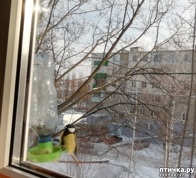 фото 1: Покормите птиц зимой