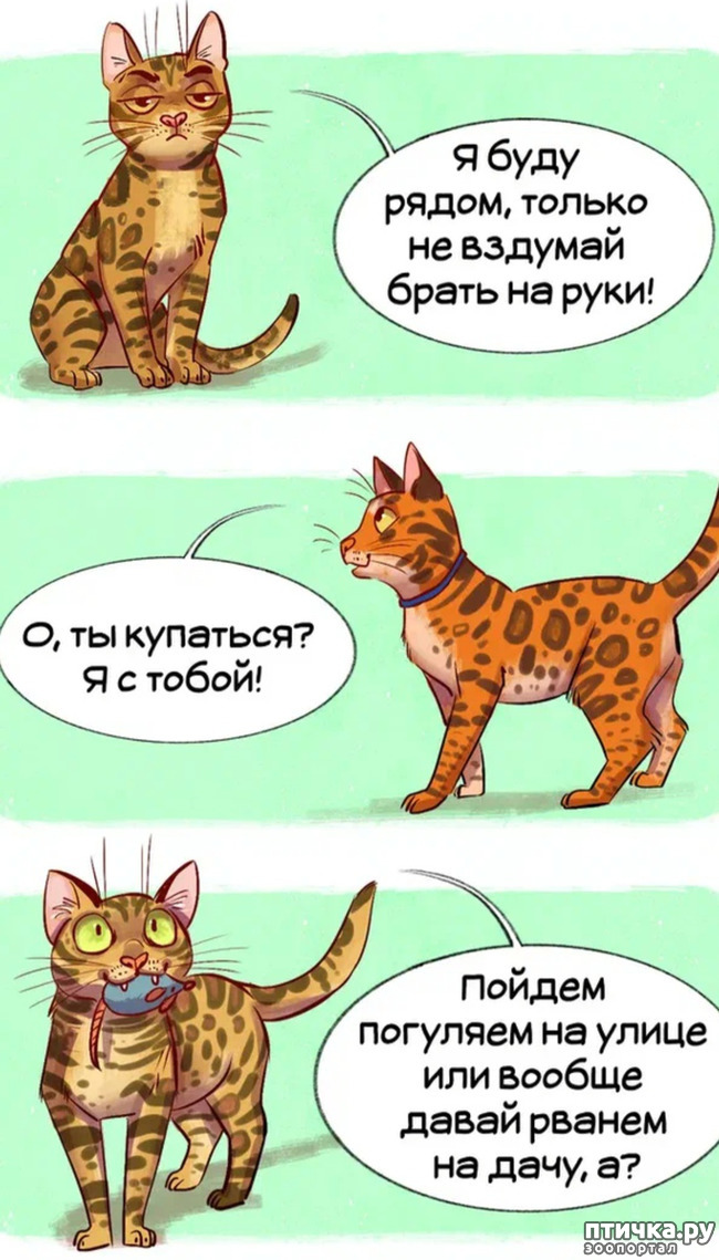 фото 1: Комикс: породы кошек