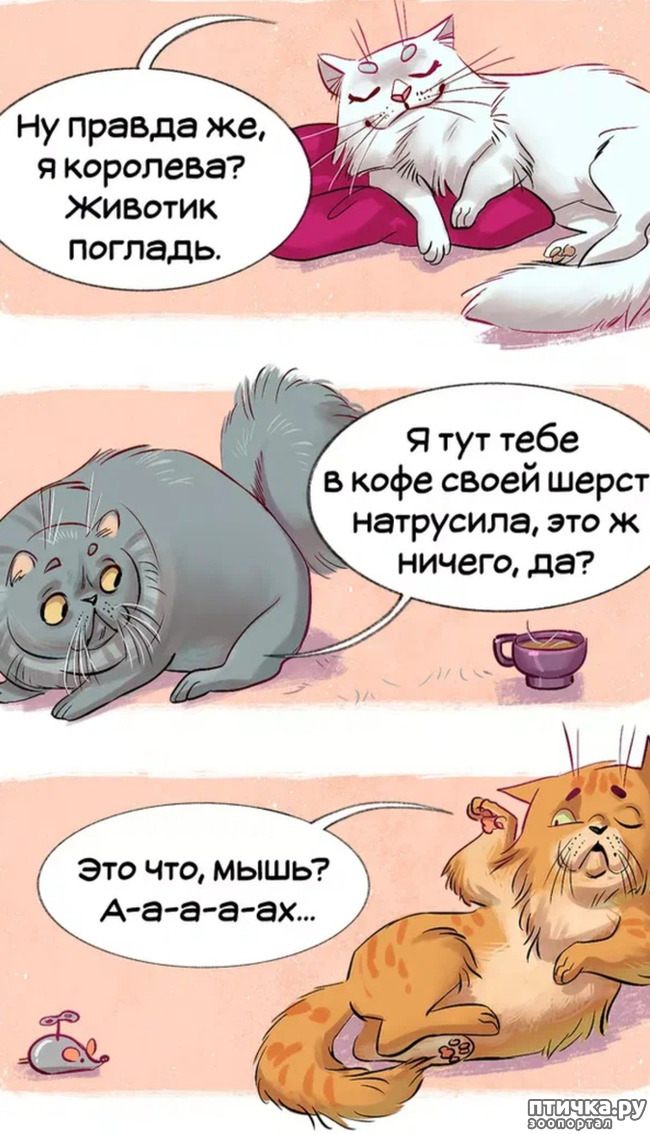 фото 2: Комикс: породы кошек