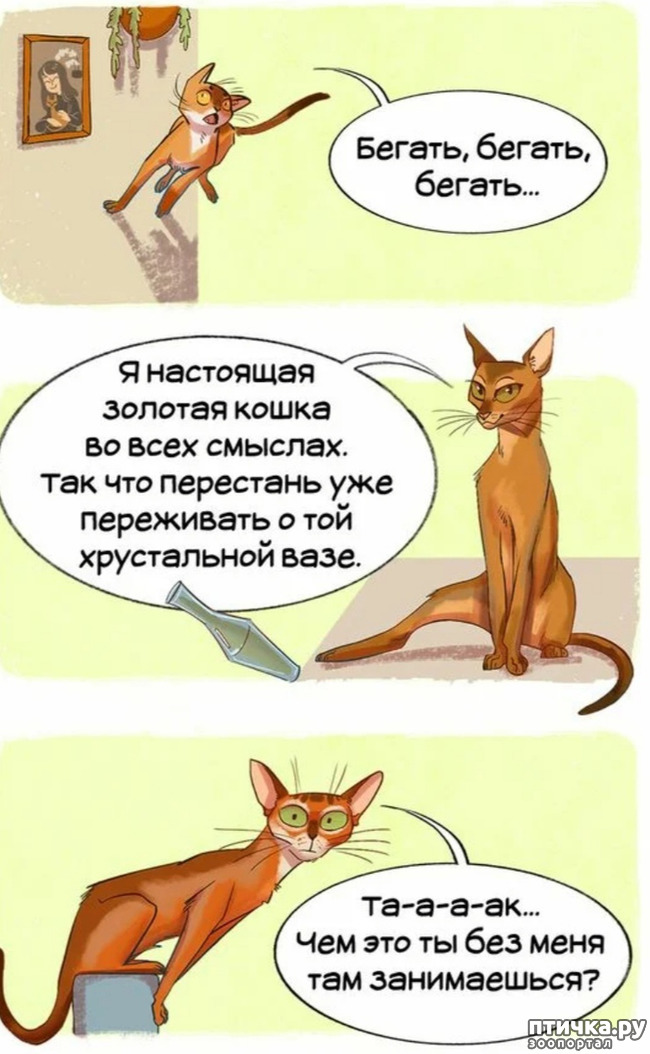 фото 11: Комикс: породы кошек