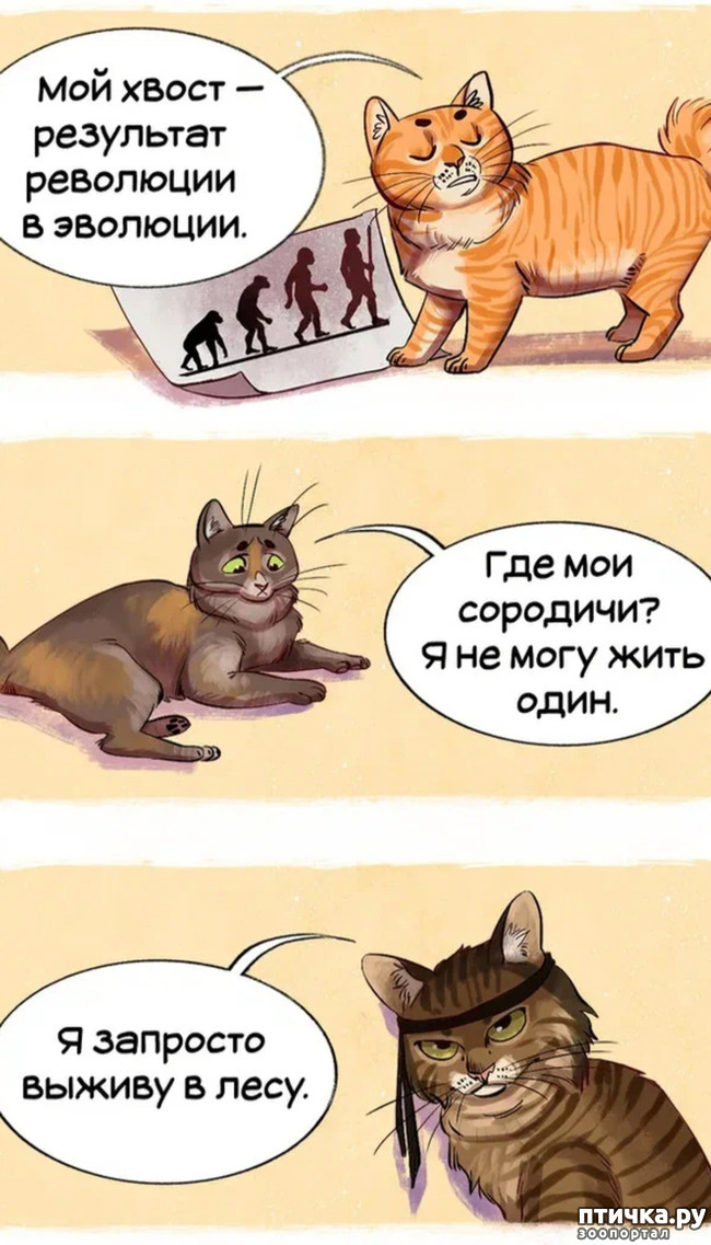 фото 12: Комикс: породы кошек