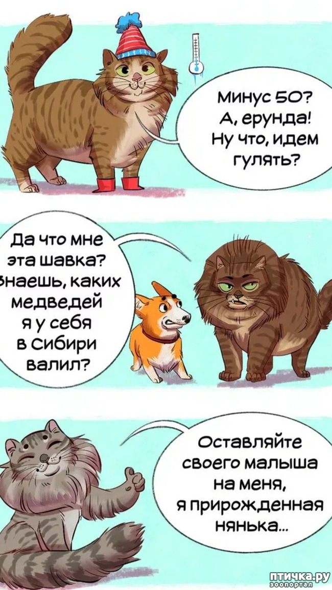фото 15: Комикс: породы кошек
