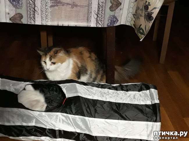 фото 7: Игрушки для моих кошек