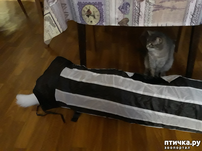 фото 5: Игрушки для моих кошек