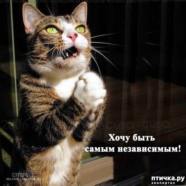  6:     ,  -   (   ...)