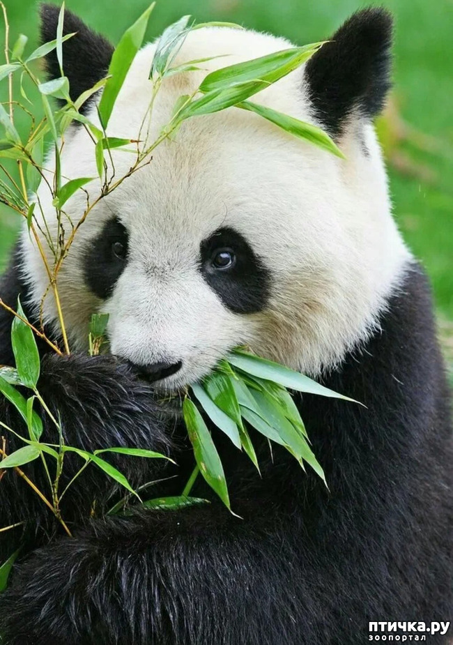 фото 1: Как милые панды стали исчезать, из-за глупости