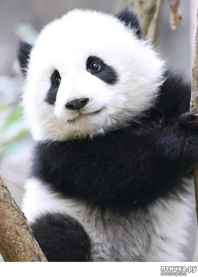фото 2: Как милые панды стали исчезать, из-за глупости