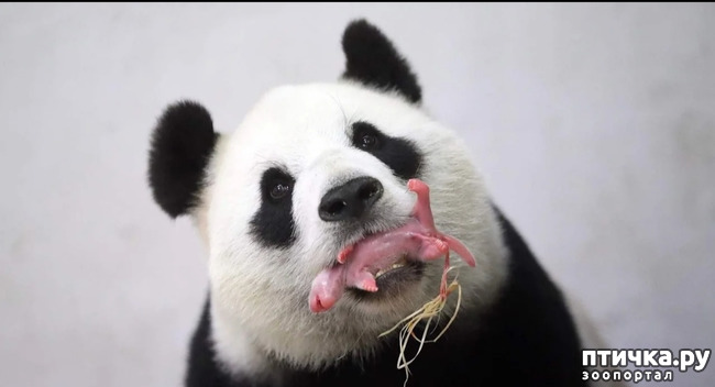 фото 3: Как милые панды стали исчезать, из-за глупости