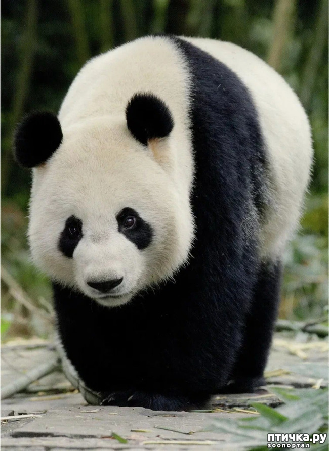 фото 5: Как милые панды стали исчезать, из-за глупости