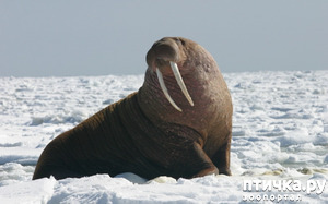 фото: Удивительные животные: морж