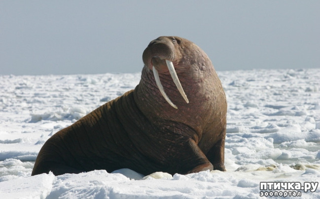 фото 1: Удивительные животные: морж