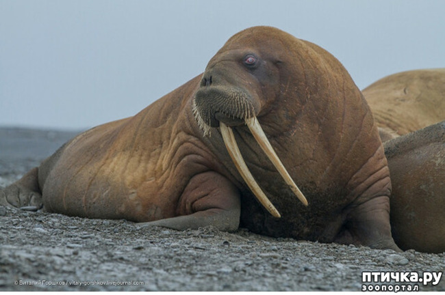 фото 2: Удивительные животные: морж