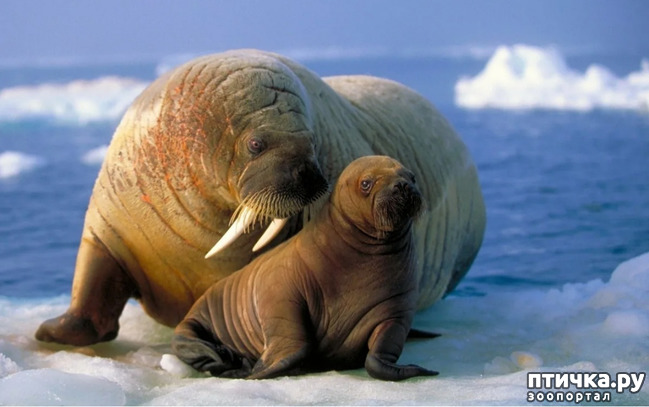 фото 4: Удивительные животные: морж