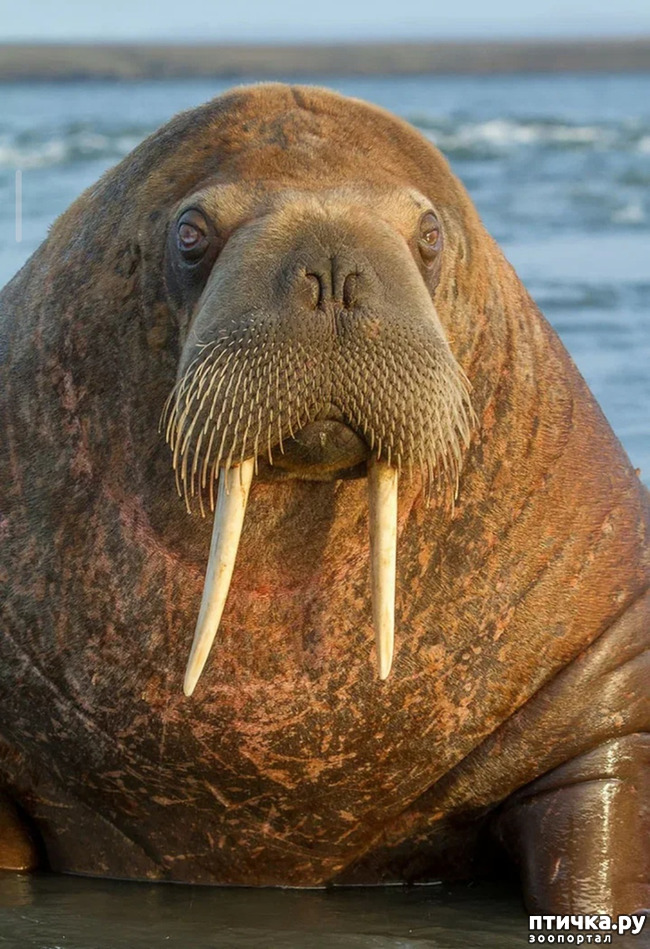 фото 5: Удивительные животные: морж