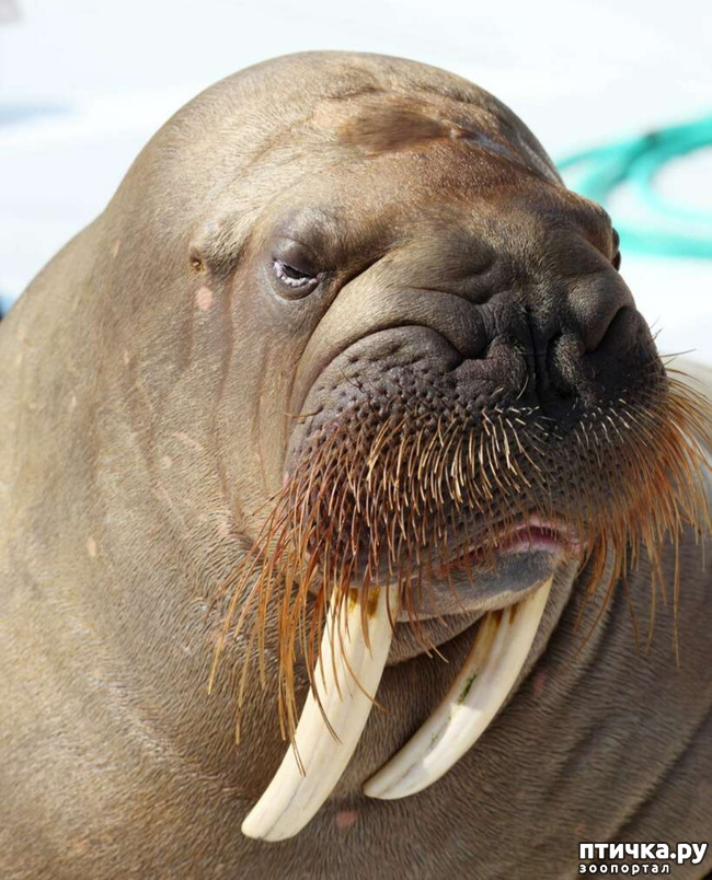 фото 6: Удивительные животные: морж