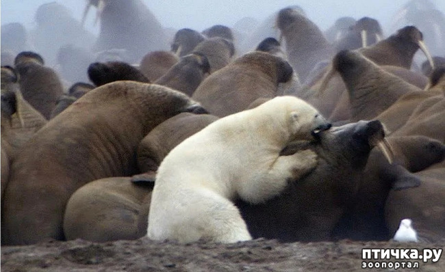 фото 7: Удивительные животные: морж