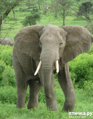 фото: Удивительные животные: Африканский слон