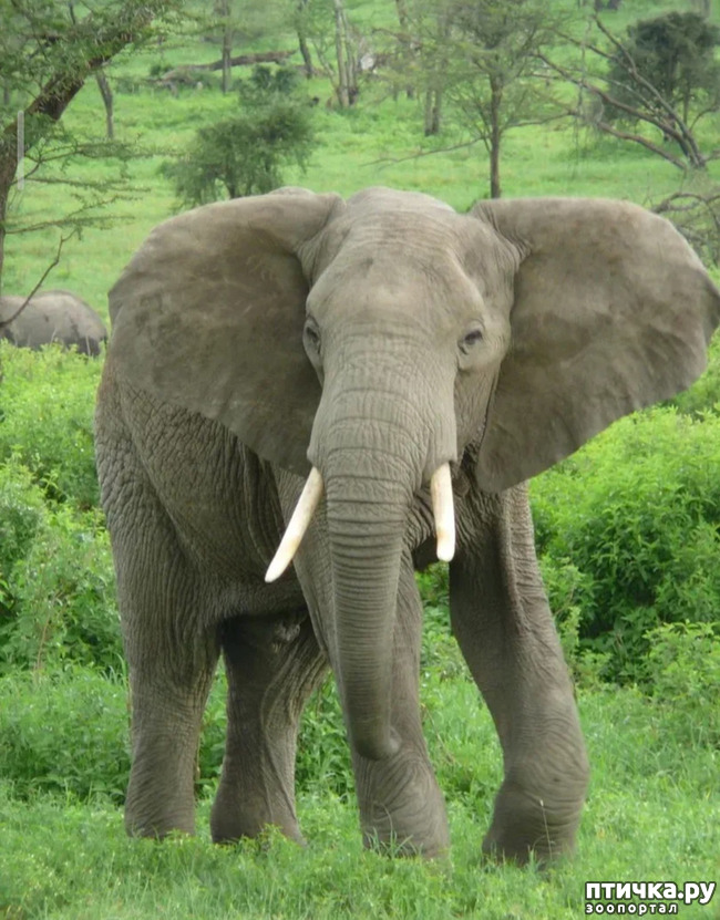 фото 1: Удивительные животные: Африканский слон