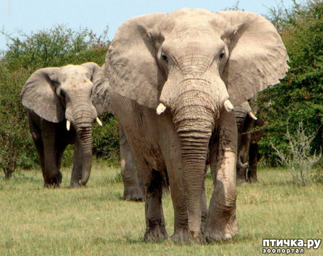 фото 2: Удивительные животные: Африканский слон