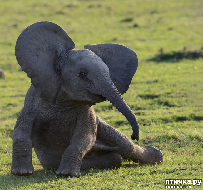 фото 4: Удивительные животные: Африканский слон