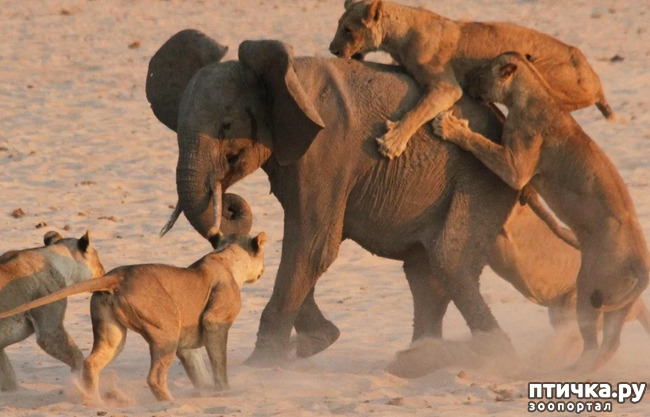 фото 6: Удивительные животные: Африканский слон