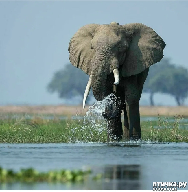 фото 9: Удивительные животные: Африканский слон