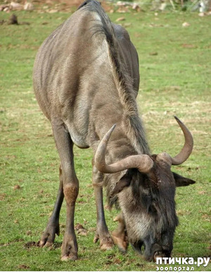 фото: Удивительные животные: антилопа Гну