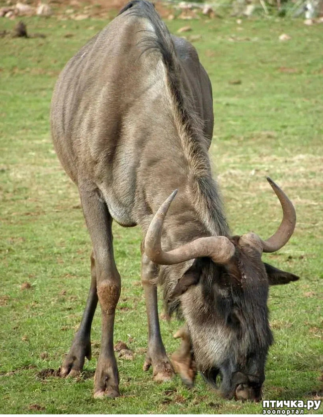 фото 1: Удивительные животные: антилопа Гну