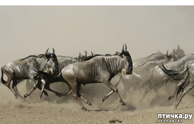 фото 2: Удивительные животные: антилопа Гну