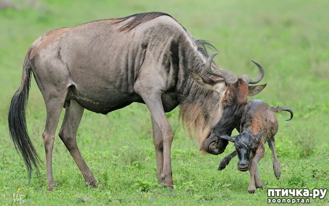 фото 3: Удивительные животные: антилопа Гну