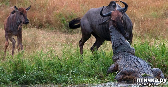 фото 4: Удивительные животные: антилопа Гну