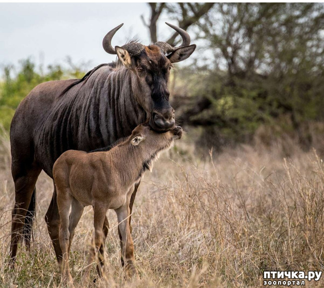 фото 5: Удивительные животные: антилопа Гну