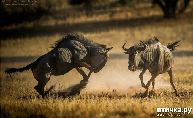 фото 6: Удивительные животные: антилопа Гну