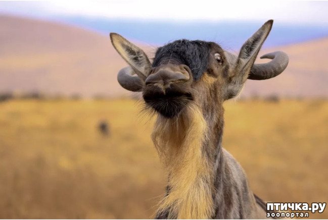 фото 7: Удивительные животные: антилопа Гну