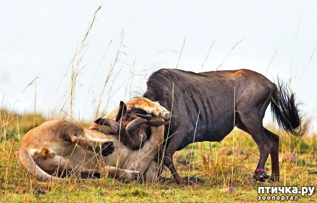 фото 11: Удивительные животные: антилопа Гну