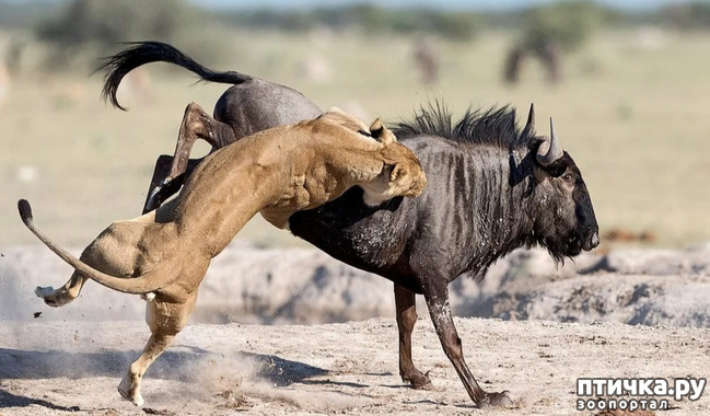 фото 12: Удивительные животные: антилопа Гну