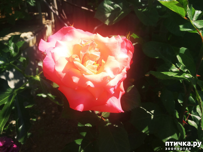  18:   ,   ,   Ѩ