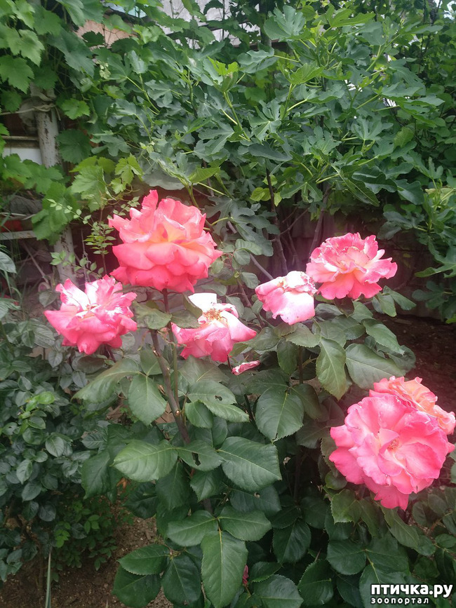  24:   ,   ,   Ѩ
