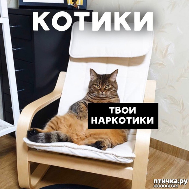 фото 10: Как надо рекламировать кошек