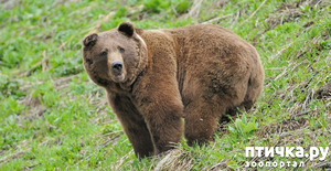 фото: Дагестанский медведь
