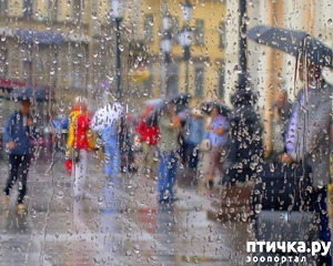 фото: Подожди... дожди, дожди...
